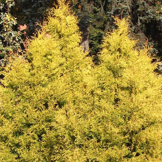 Promesse de Fleurs - Thuya du Canada - Thuja occidentalis Rheingold Godet de 8/9 cm - Image 1