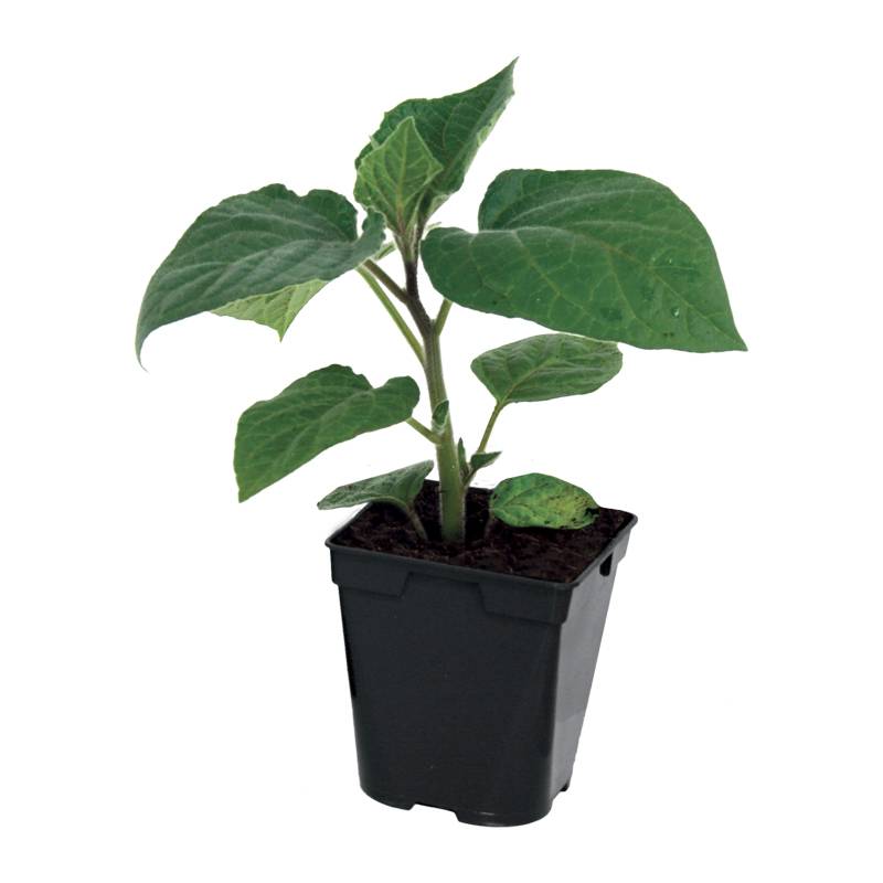 Plant de coqueret du Pérou  pot de 0,5 litre - Image 2