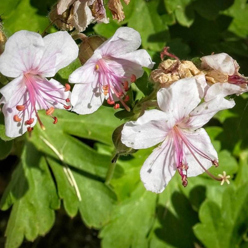 Géranium vivace Biokovo à fleurs Blanche/ - feuillage Persistant - Godet - 5/20 cm - Imagen 6