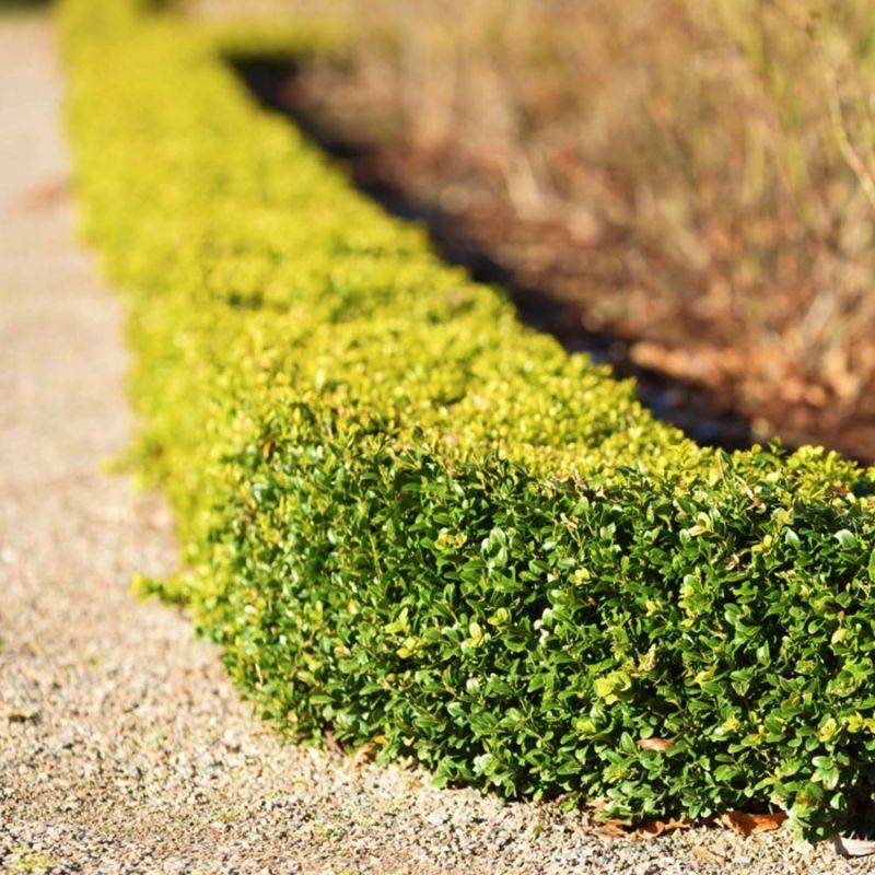 20 Buis Commun à Feuilles Rondes (Buxus Sempervirens 'Rotundifolia') - Haie de Buis Commun -  - Pépinières Naudet - Image 2