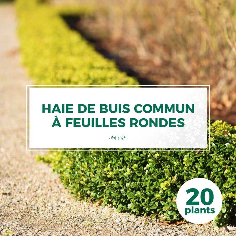 20 Buis Commun à Feuilles Rondes (Buxus Sempervirens 'Rotundifolia') - Haie de Buis Commun -  - Pépinières Naudet - Image 1