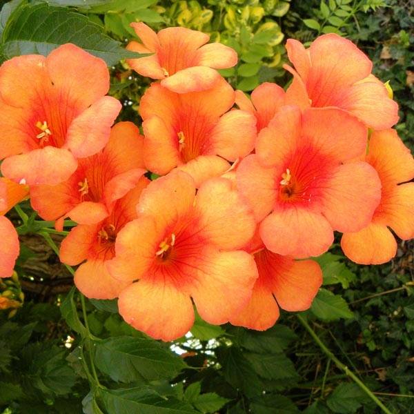 Promesse de Fleurs - Campsis radicans Indian Summer - Bignone de Virginie Pot de 2L/3L