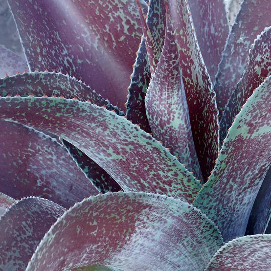 Promesse de Fleurs - Mangave Purple passion - Manfreda hybride Pot de 3L/4L