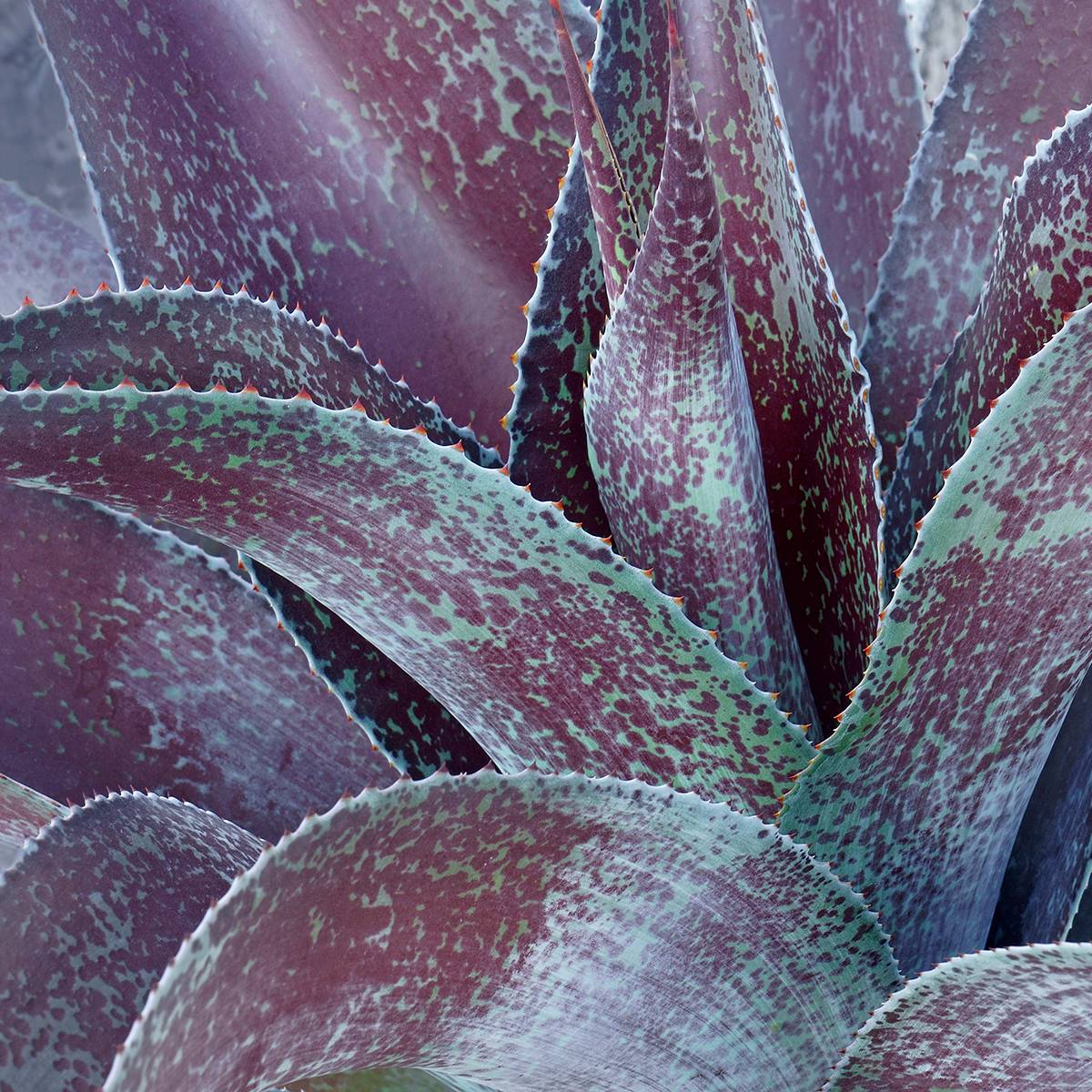 Promesse de Fleurs - Mangave Purple passion - Manfreda hybride Pot de 3L/4L