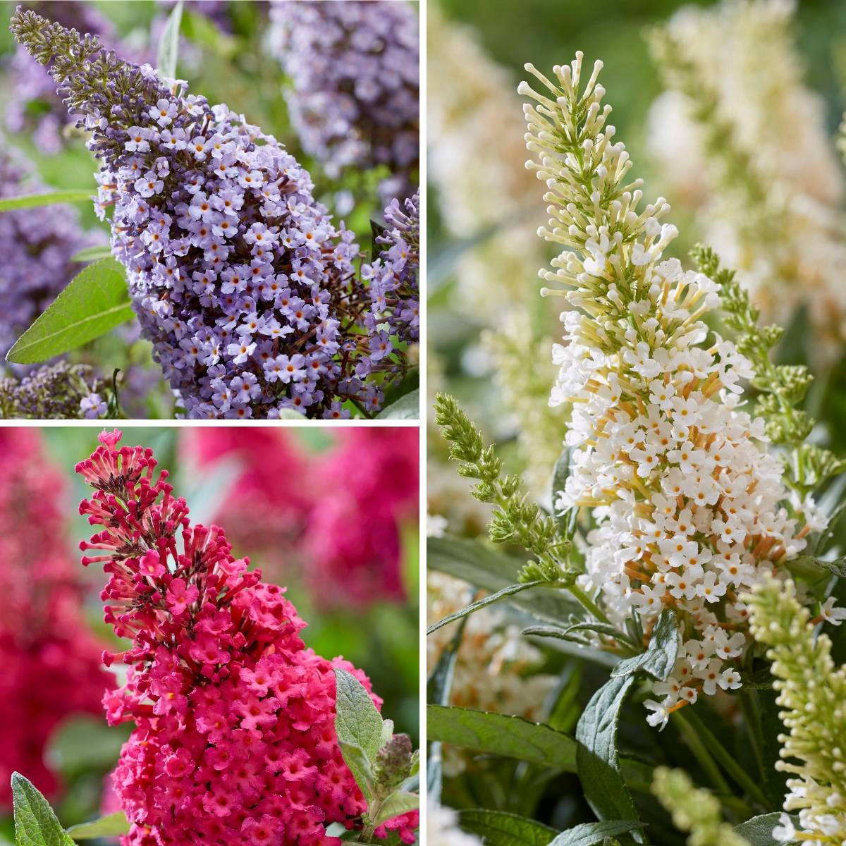 Buddleja davidii Butterfly Candy Trio Little Sweetheart, White, Little Ruby - Arbres à papillons nains Pot de 4L/5L - Image 1