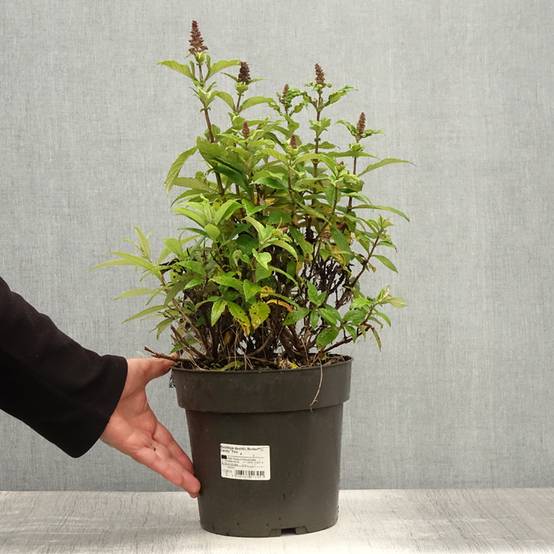 Buddleja davidii Butterfly Candy Trio Little Sweetheart, White, Little Ruby - Arbres à papillons nains Pot de 4L/5L - Image 2