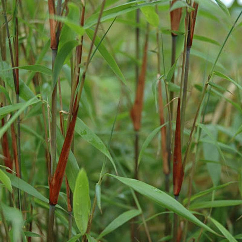 Promesse de Fleurs - Fargesia scabrida Asian Wonder - Bambou non traçant Pot de 2L/3L - Image 1