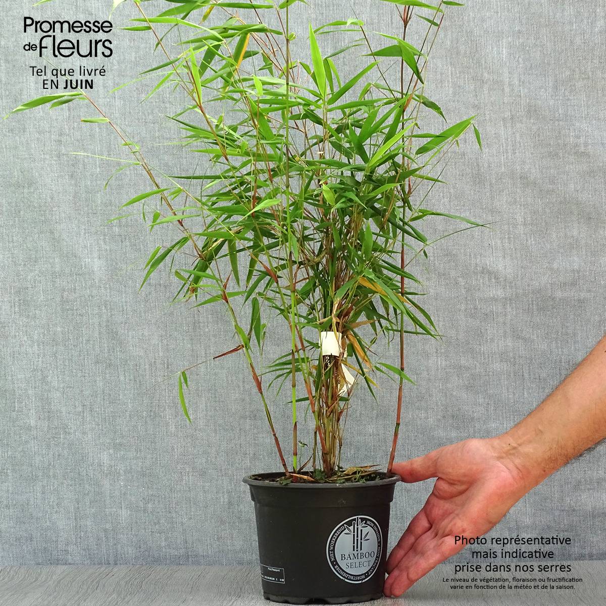 Promesse de Fleurs - Fargesia scabrida Asian Wonder - Bambou non traçant Pot de 2L/3L - Image 2