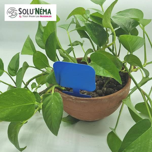 Solu'Néma - 40 Pièges Collants Bleus pour les Thrips, Moucherons, Design XXL - Image 4