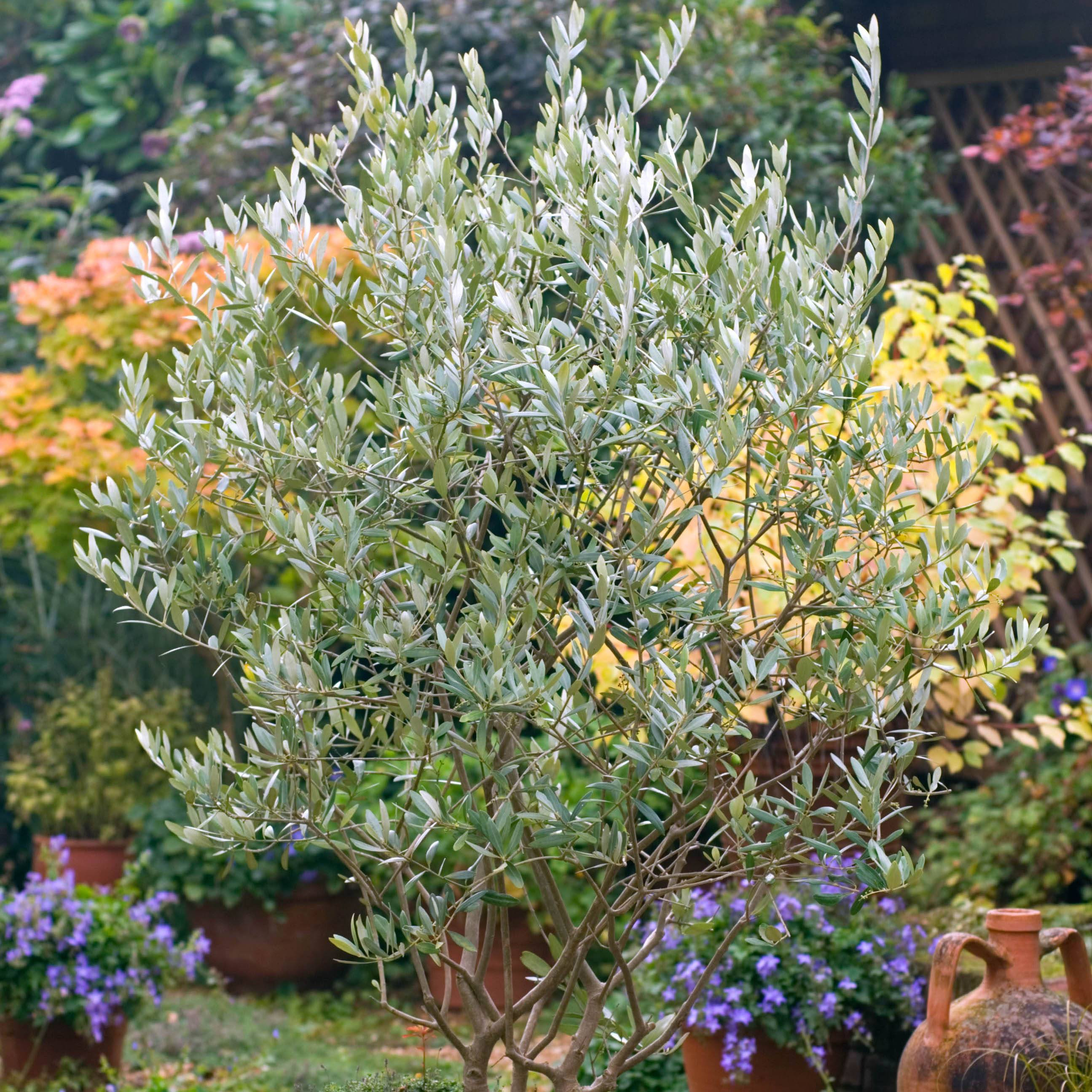 Graines d'Olivier - Olea europaea le sachet de 25 graines environ
