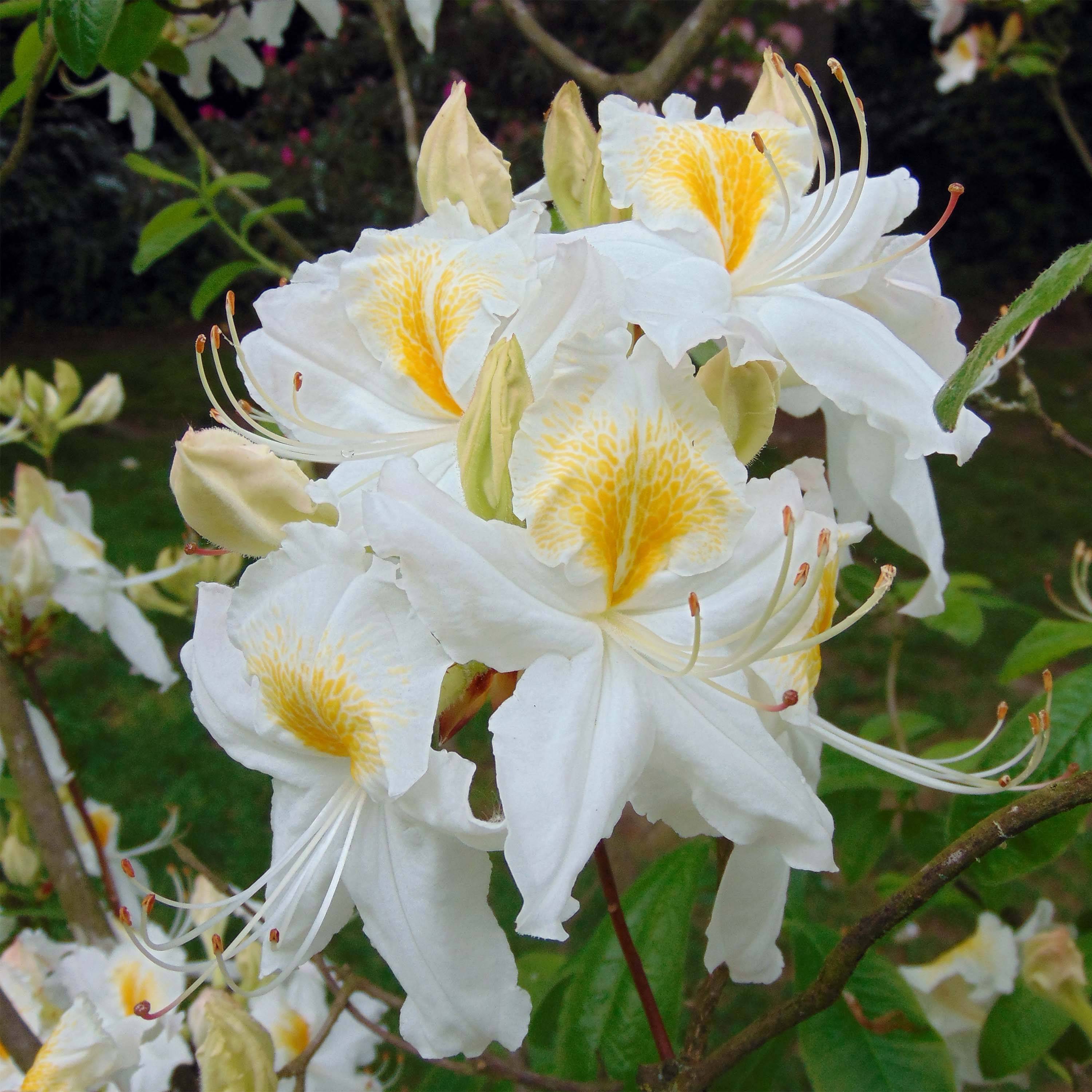 Promesse de Fleurs - Azalée de Chine Persil - Azalea mollis Pot de 4L/5L