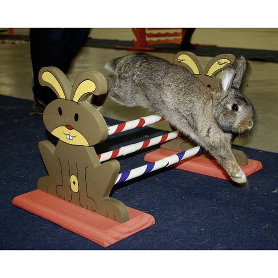 Obstacle Agility Kaninhop, pour rongeurs et lapins, taille: 62 cm par 33 cm et 34 cm - Image 2