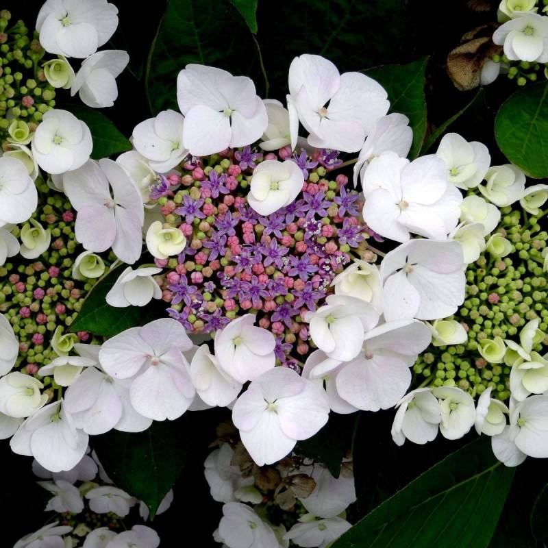 Hortensia arbustif Sargentiana à fleurs Blanche - feuillage Caduc - Pot de 4L - 40/60 cm-  hauteur à maturité De 1,00 m à 1,50 m - Imagen 1
