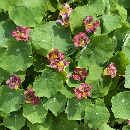 Graines de Capucine grimpante Purple Emperor - Tropaeolum majus le sachet de 30 graines environ (4g)