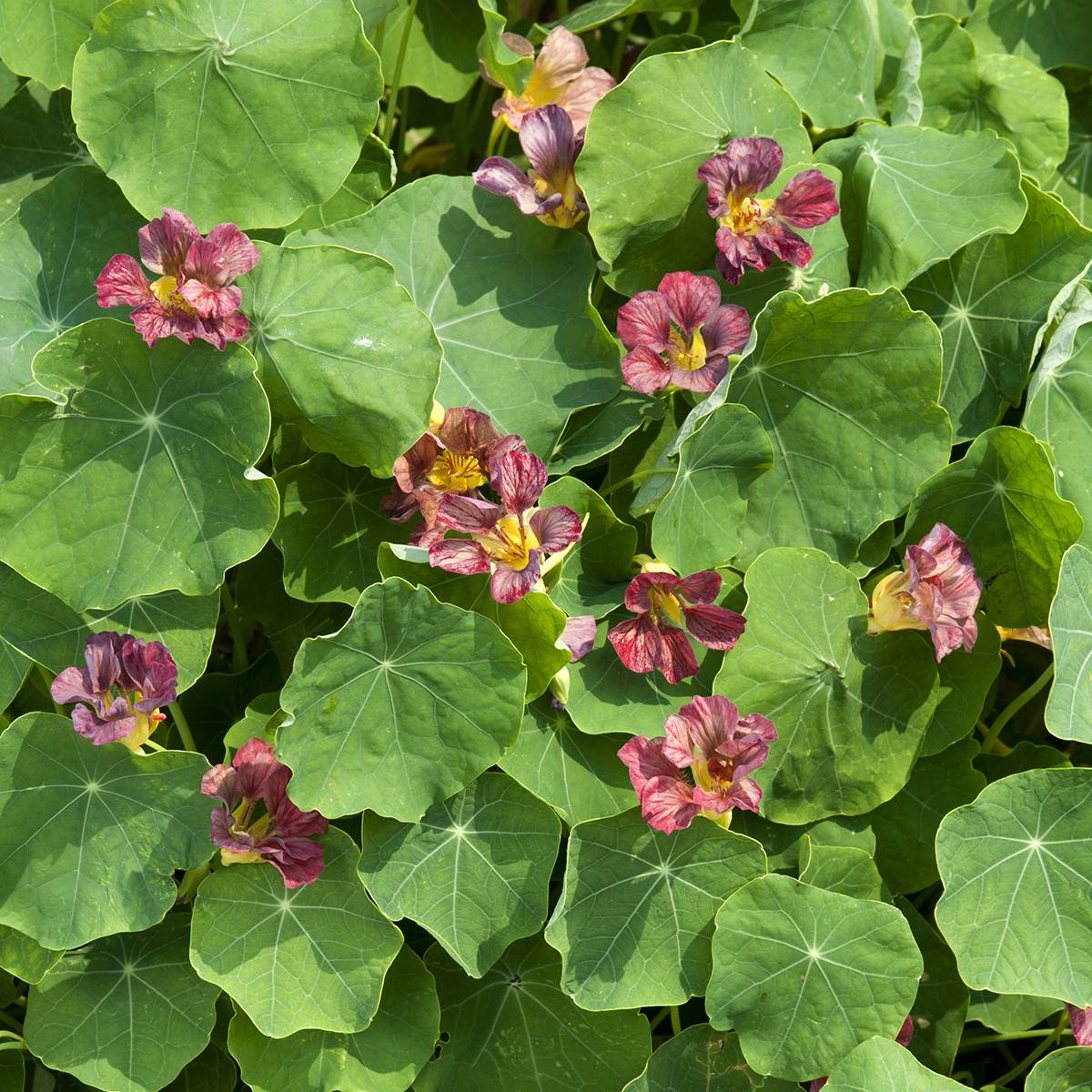 Graines de Capucine grimpante Purple Emperor - Tropaeolum majus  le sachet de 30 graines environ (4g)