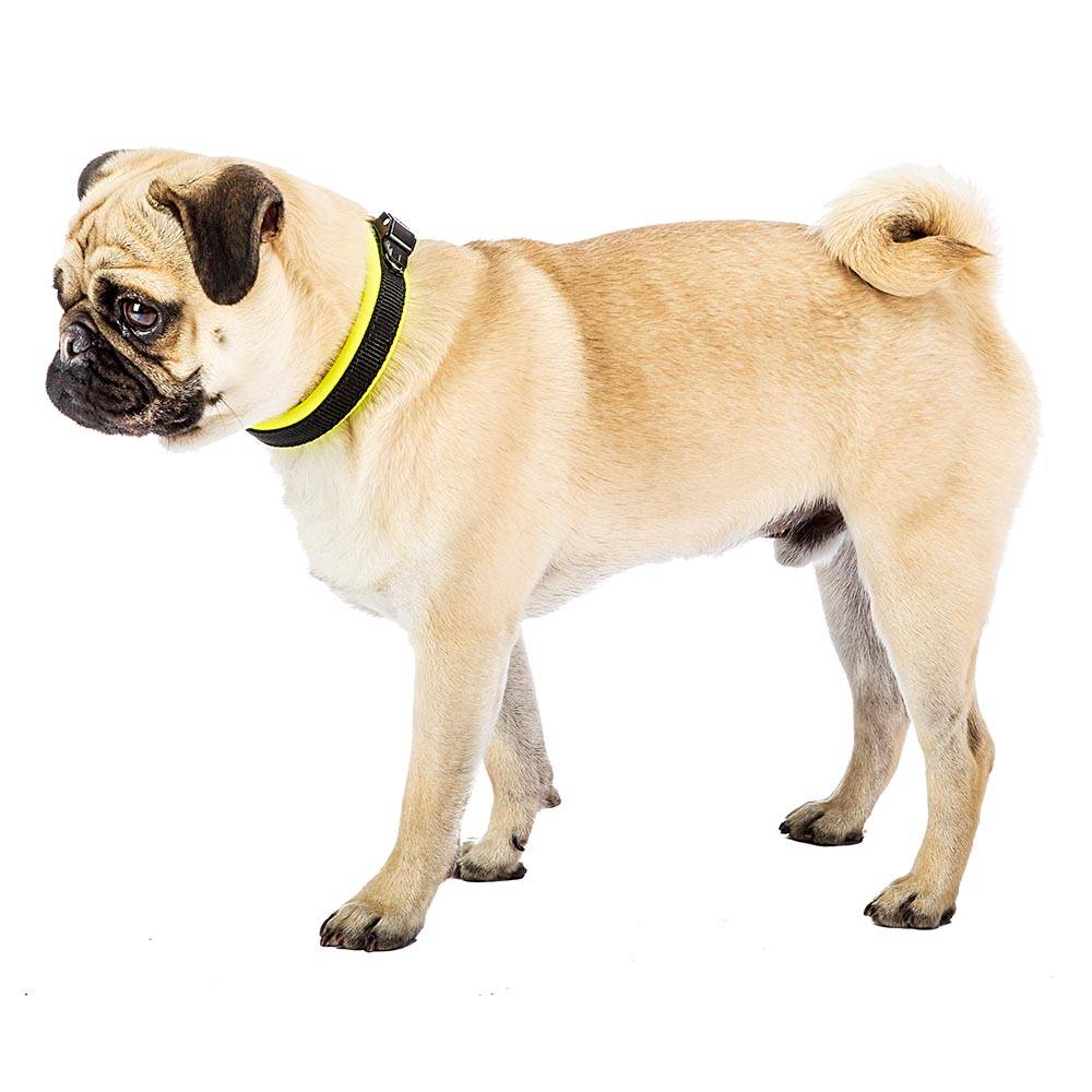Ferplast - Collier Ergonomique pour Chiens ERGOFLUO C15/33 avec Rembourrage et Fermeture à Micro-régulation - Imagen 4