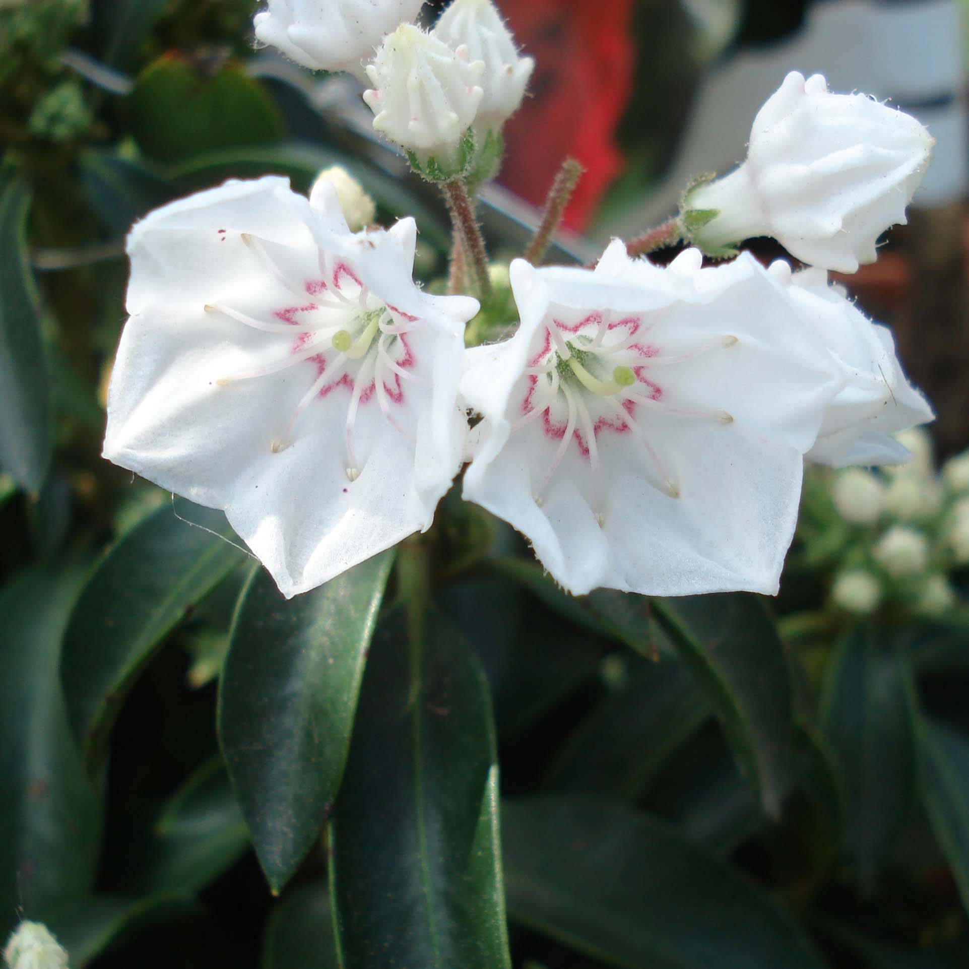 Promesse de Fleurs - Kalmia latifolia Elf - Laurier des montagnes Pot de 3L/4L