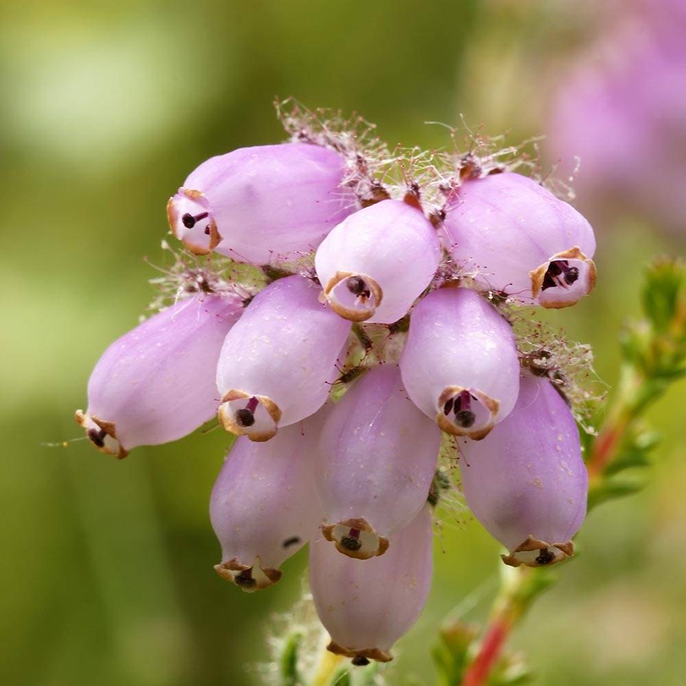 Promesse de Fleurs - Bruyère des marais - Erica tetralix Pot de 10 cm/11cm
