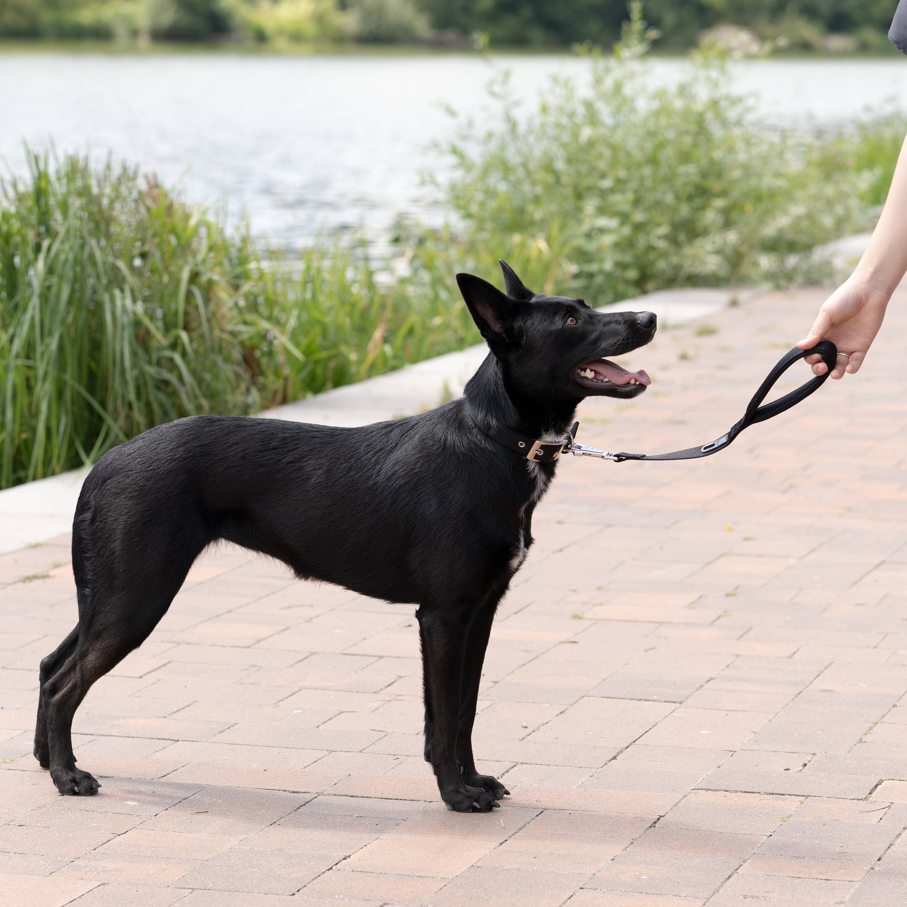 Ferplast - Ferplast laisse pour chien DAYTONA, Laisse courte en nylon pour chiens de taille moyenne/grande, 45 cm, avec poignée rembourrée confortable et - Imagen 4