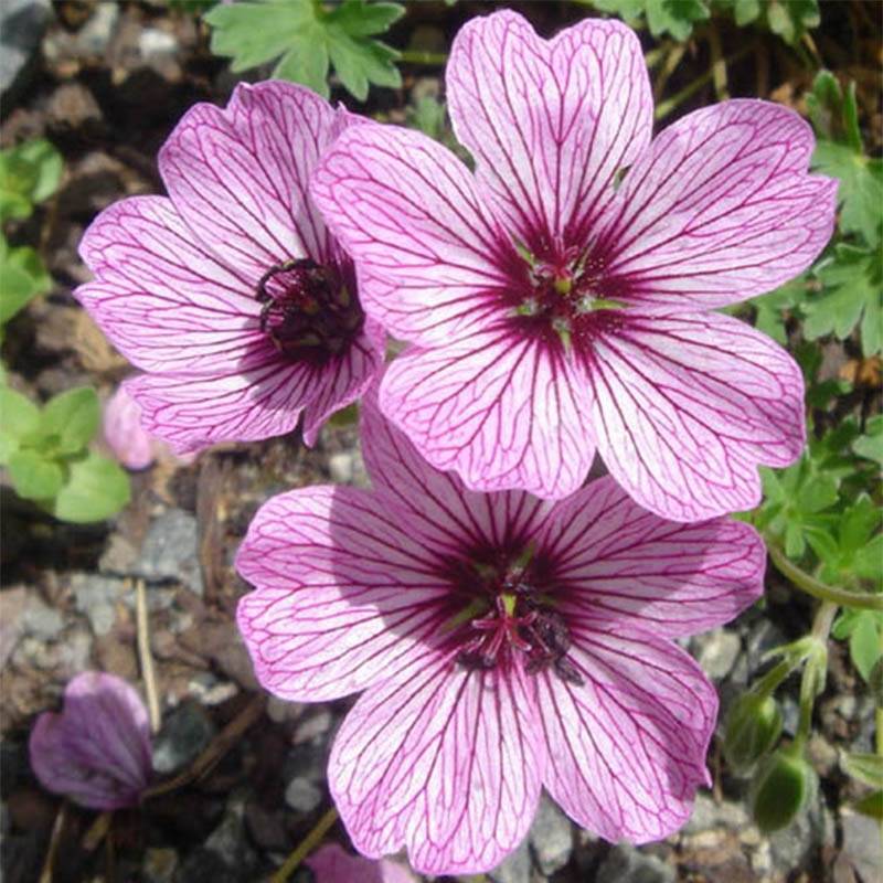 Geranium vivace cinereum Ballerina Pot de 2L/3L