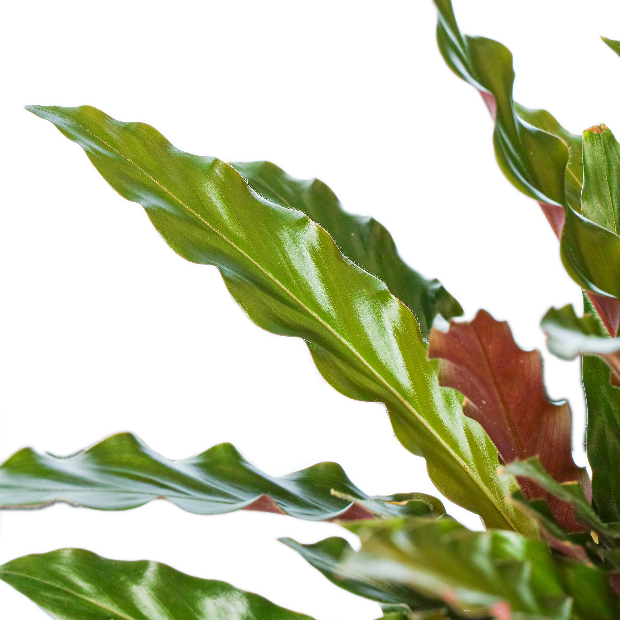Gardenersdream - Calathea Rufibarba Elger Grass Plante D'Intérieur En Pot Pour Maisons Et Bureaux - GardenersDream - Imagen 3