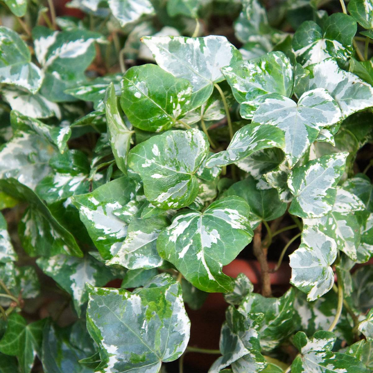 Lierre d'ornement - Hedera helix Kolibri Pot de 2L/3L