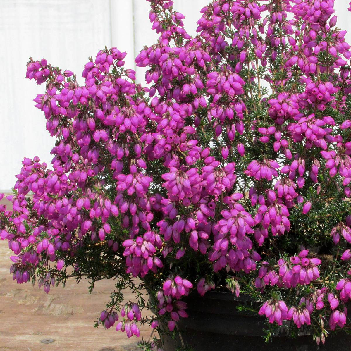 Promesse de Fleurs - Bruyère cendrée - Erica cinerea Pallas Pot de 10 cm/11cm
