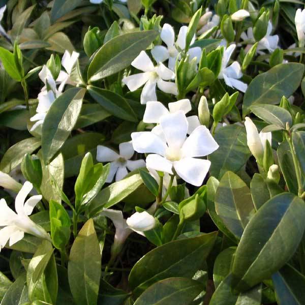 Vinca minor Gertrude Jekyll - Pervenche à petite fleurs  Godet de 8/9 cm
