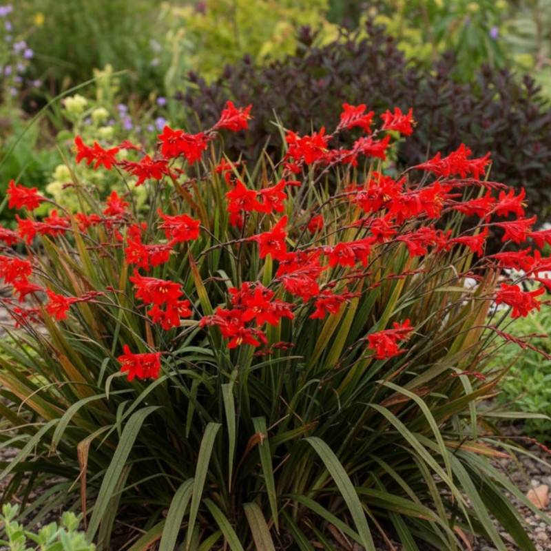 Crocosmia Lucifer, Montbretia à fleurs Rouge/ - feuillage Caduc - Godet - 5/20 cm - Imagen 1