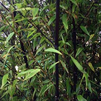 Bambou noir - Phyllostachys nigra Pot de 4L/5L