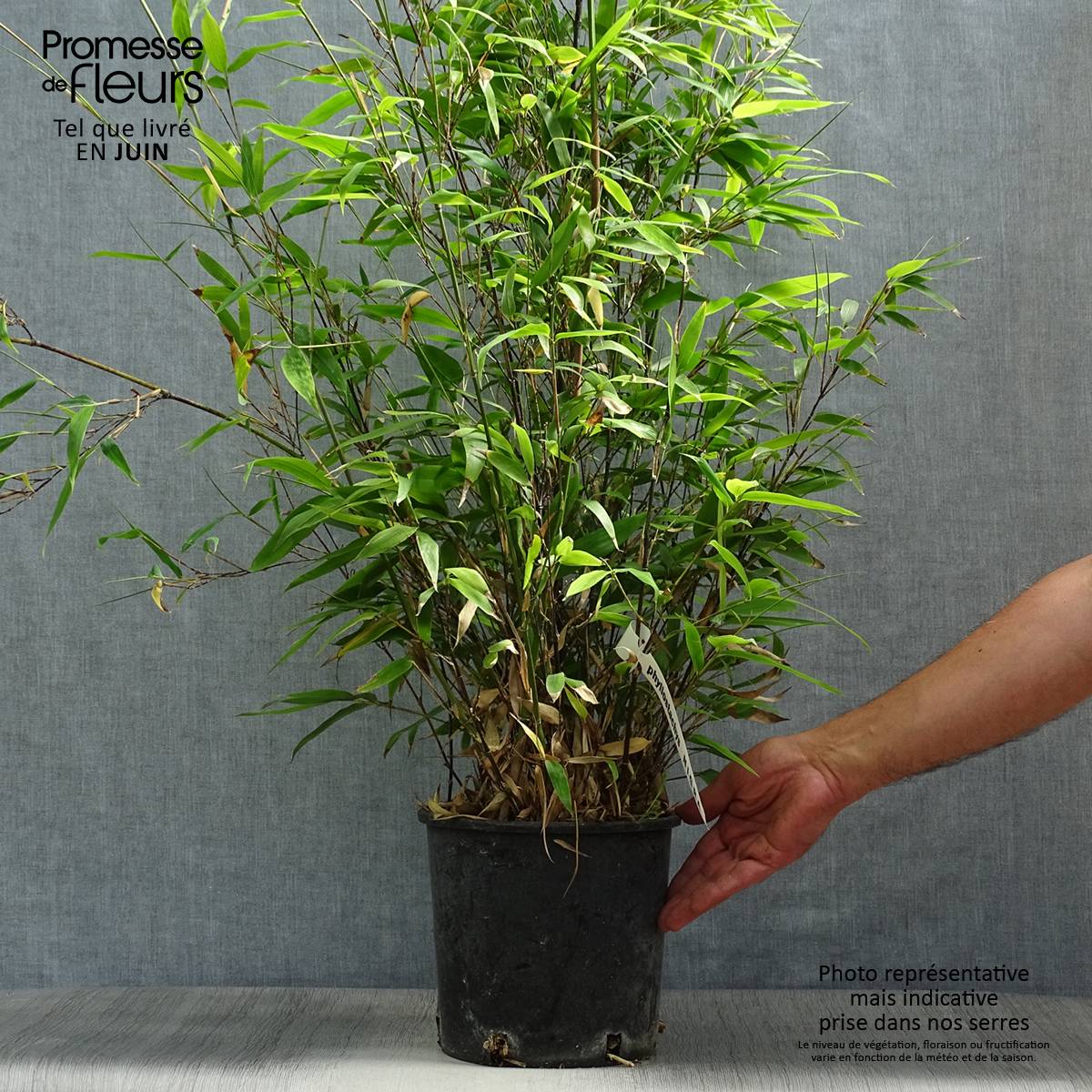 Promesse de Fleurs - Bambou noir - Phyllostachys nigra Pot de 4L/5L - Image 2