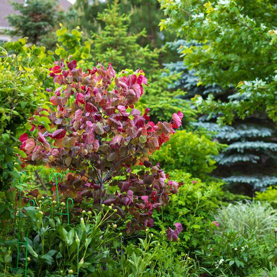 Cercis canadensis Forest Pansy - Arbre de Judée Pot de 4L/5L - Image 1