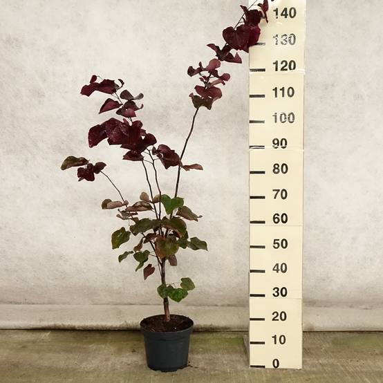 Cercis canadensis Forest Pansy - Arbre de Judée Pot de 4L/5L - Image 2