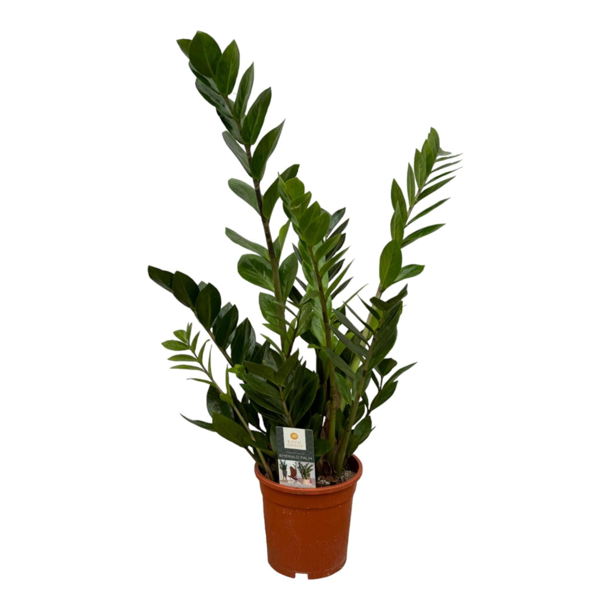La Green Touch - Zamioculcas - D17 H70cm