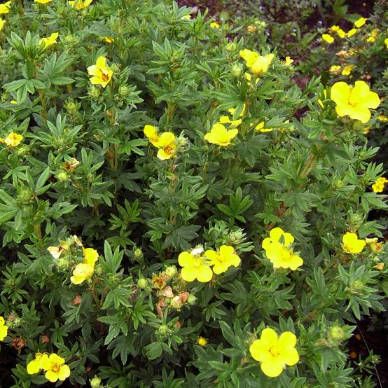 Potentille arbustive Kobold Pot de 3L/4L - Image 1