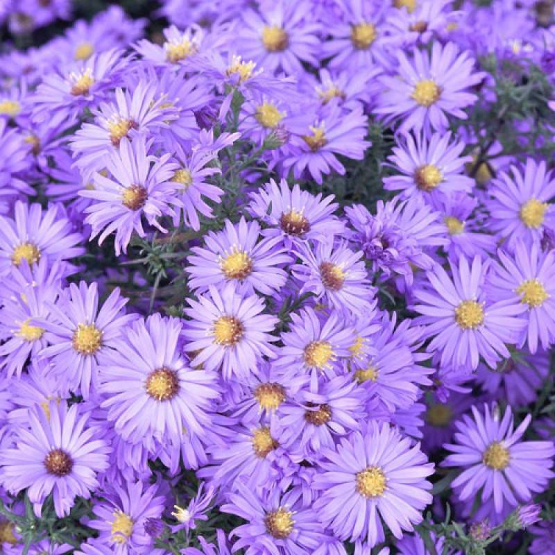 Aster d'automne Lady In Blue, Aster dumosus à fleurs Bleue/ - feuillage Caduc - Godet - 5/20 cm - Imagen 5