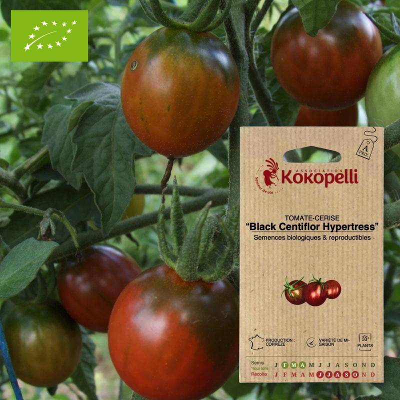 Tomate-Cerise Black Centiflor Hypertress- Graines bio à semer - Imagen 1