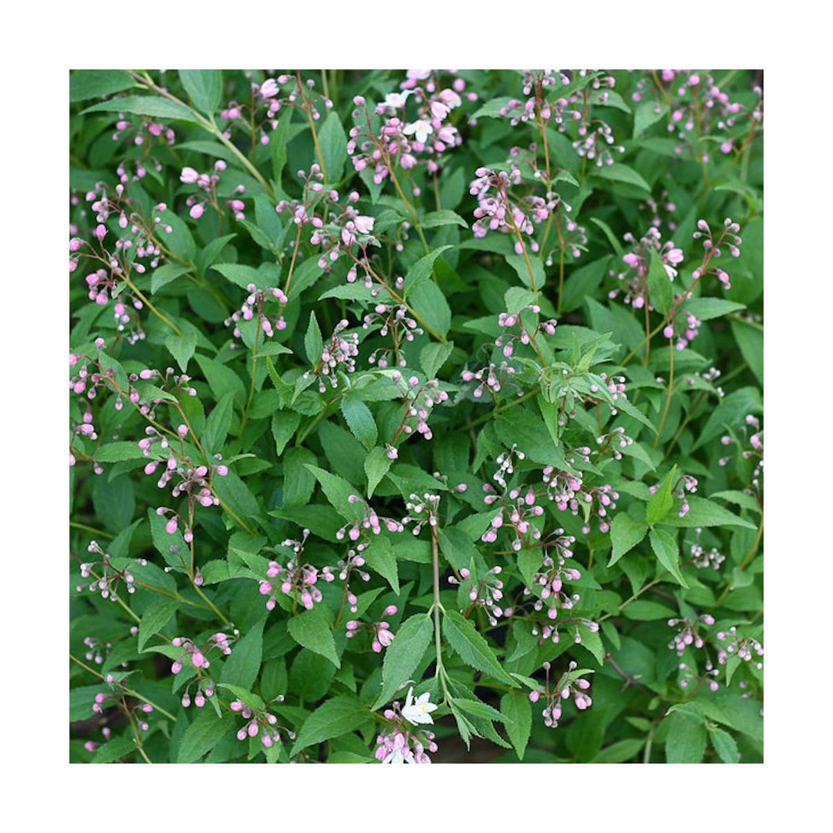 Deutzie nain Yuki Cherry Blossom® 'NCDX2', Deutzia à fleurs Rose - feuillage Caduc - Pot de 4L - 20/40 cm-  hauteur à maturité De 0,50 m à 1,00 m - Imagen 7