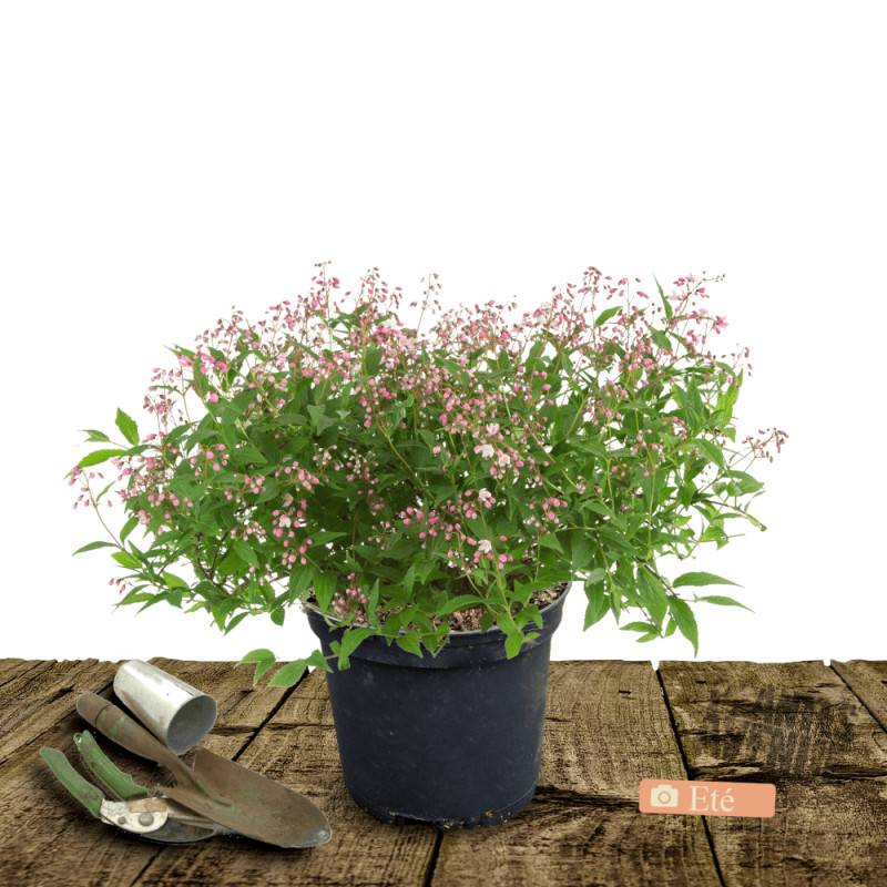Deutzie nain Yuki Cherry Blossom® 'NCDX2', Deutzia à fleurs Rose - feuillage Caduc - Pot de 4L - 20/40 cm-  hauteur à maturité De 0,50 m à 1,00 m - Imagen 2