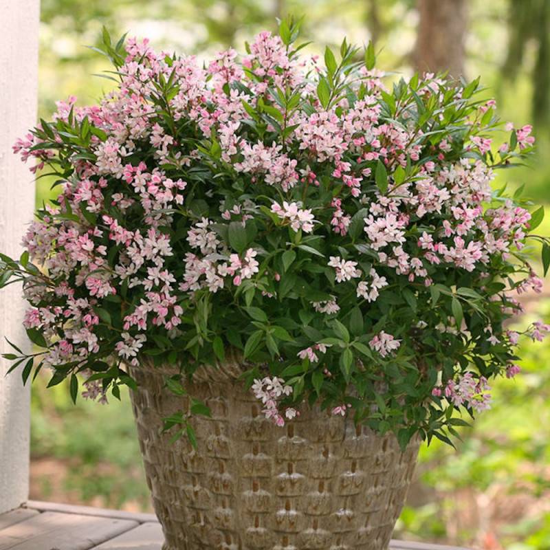 Deutzie nain Yuki Cherry Blossom® 'NCDX2', Deutzia à fleurs Rose - feuillage Caduc - Pot de 4L - 20/40 cm-  hauteur à maturité De 0,50 m à 1,00 m - Imagen 1