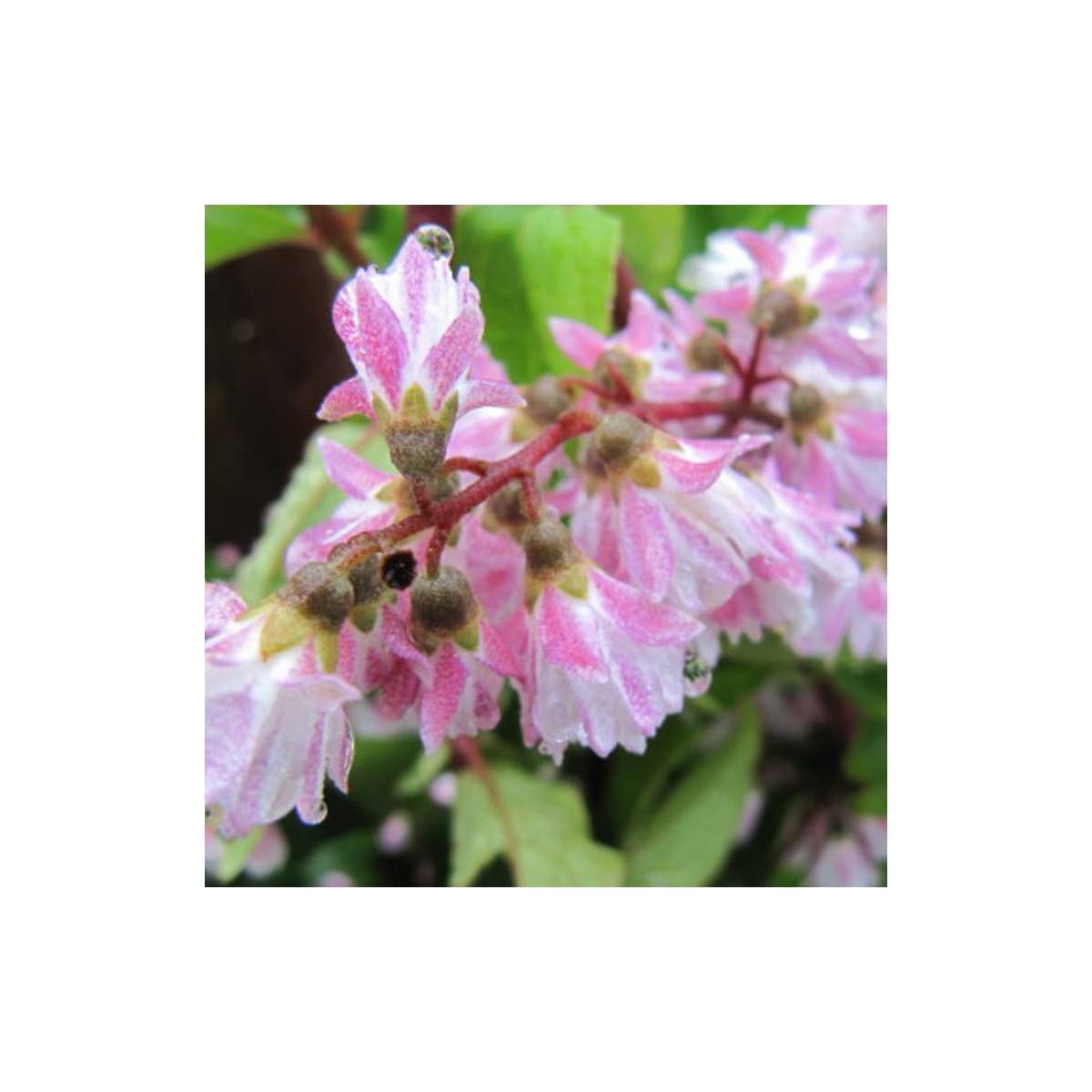 Deutzie nain Yuki Cherry Blossom® 'NCDX2', Deutzia à fleurs Rose - feuillage Caduc - Pot de 4L - 20/40 cm-  hauteur à maturité De 0,50 m à 1,00 m - Imagen 6