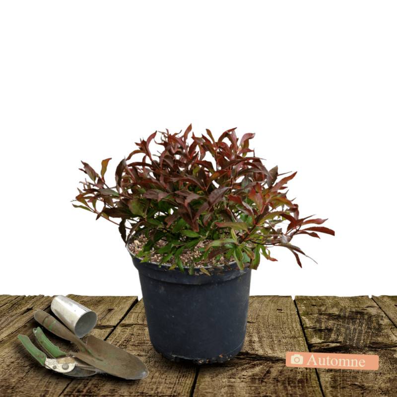 Deutzie nain Yuki Cherry Blossom® 'NCDX2', Deutzia à fleurs Rose - feuillage Caduc - Pot de 4L - 20/40 cm-  hauteur à maturité De 0,50 m à 1,00 m - Imagen 3