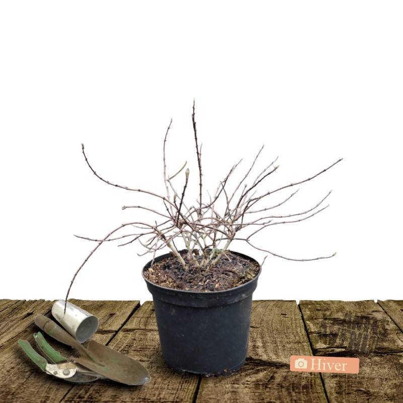 Deutzie nain Yuki Cherry Blossom® 'NCDX2', Deutzia à fleurs Rose - feuillage Caduc - Pot de 4L - 20/40 cm-  hauteur à maturité De 0,50 m à 1,00 m - Imagen 4