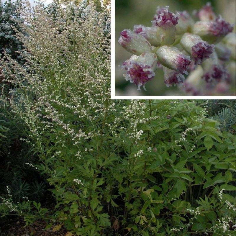 Armoise chinoise Weisse Dame à fleurs Blanche - feuillage Persistant - Godet - 5/20 cm-  hauteur à maturité De 1,00 m à 1,50 m - Imagen 1