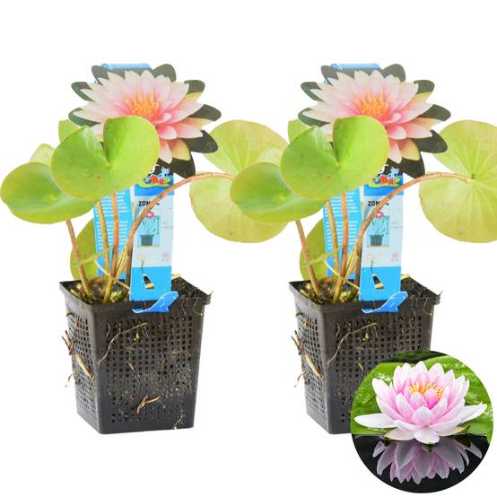 Lot de 2 - Nymphaea Wilfron Gonnere - Nénuphar - Rose - Plantes de bassin - H. 10-20 cm - P. 11 cm - Image 1