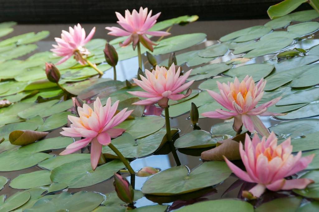 Lot de 2 - Nymphaea Wilfron Gonnere - Nénuphar - Rose - Plantes de bassin - H. 10-20 cm - P. 11 cm - Image 2