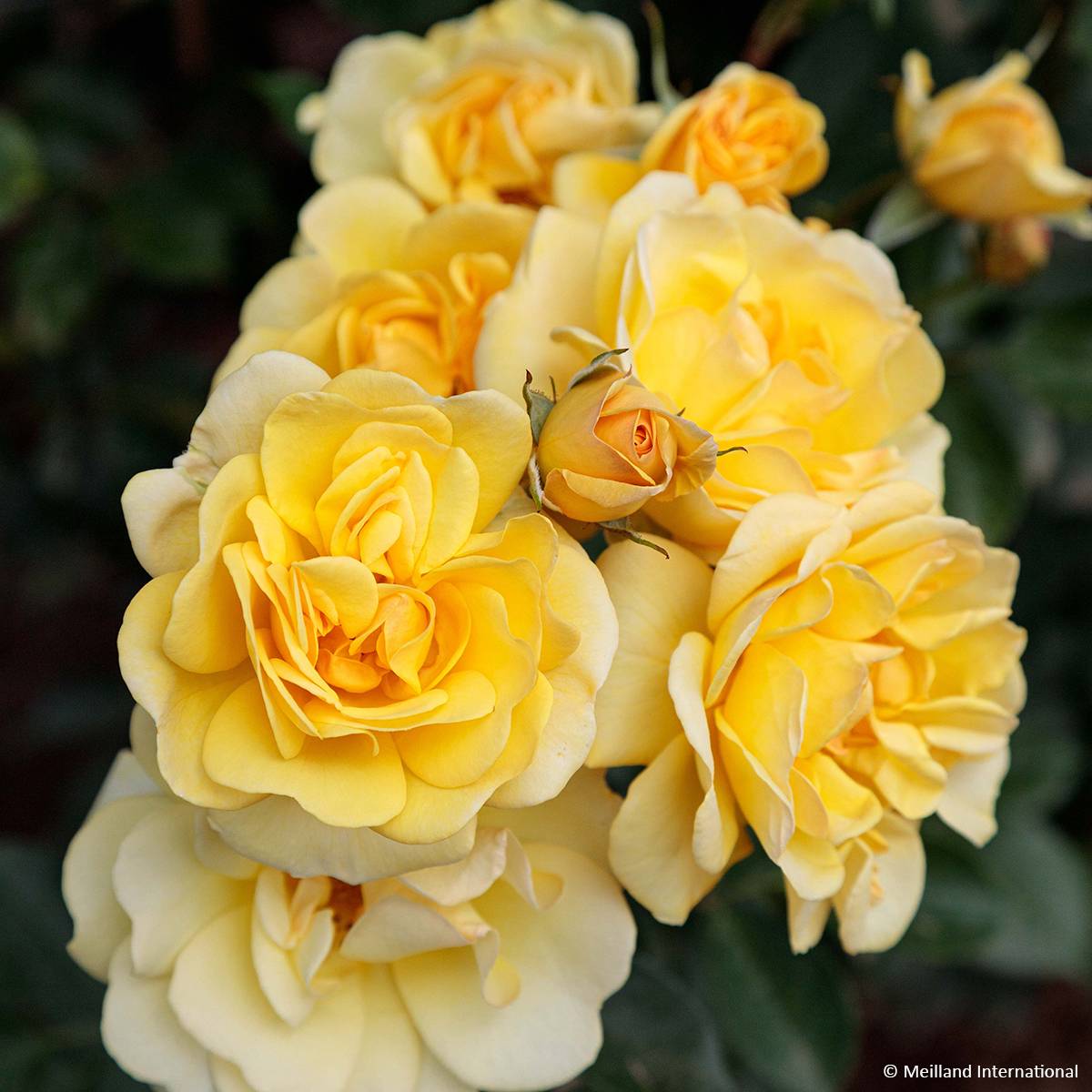 Promesse de Fleurs - Rosier grimpant Golden Pareo Meipiyou Racines nues en motte