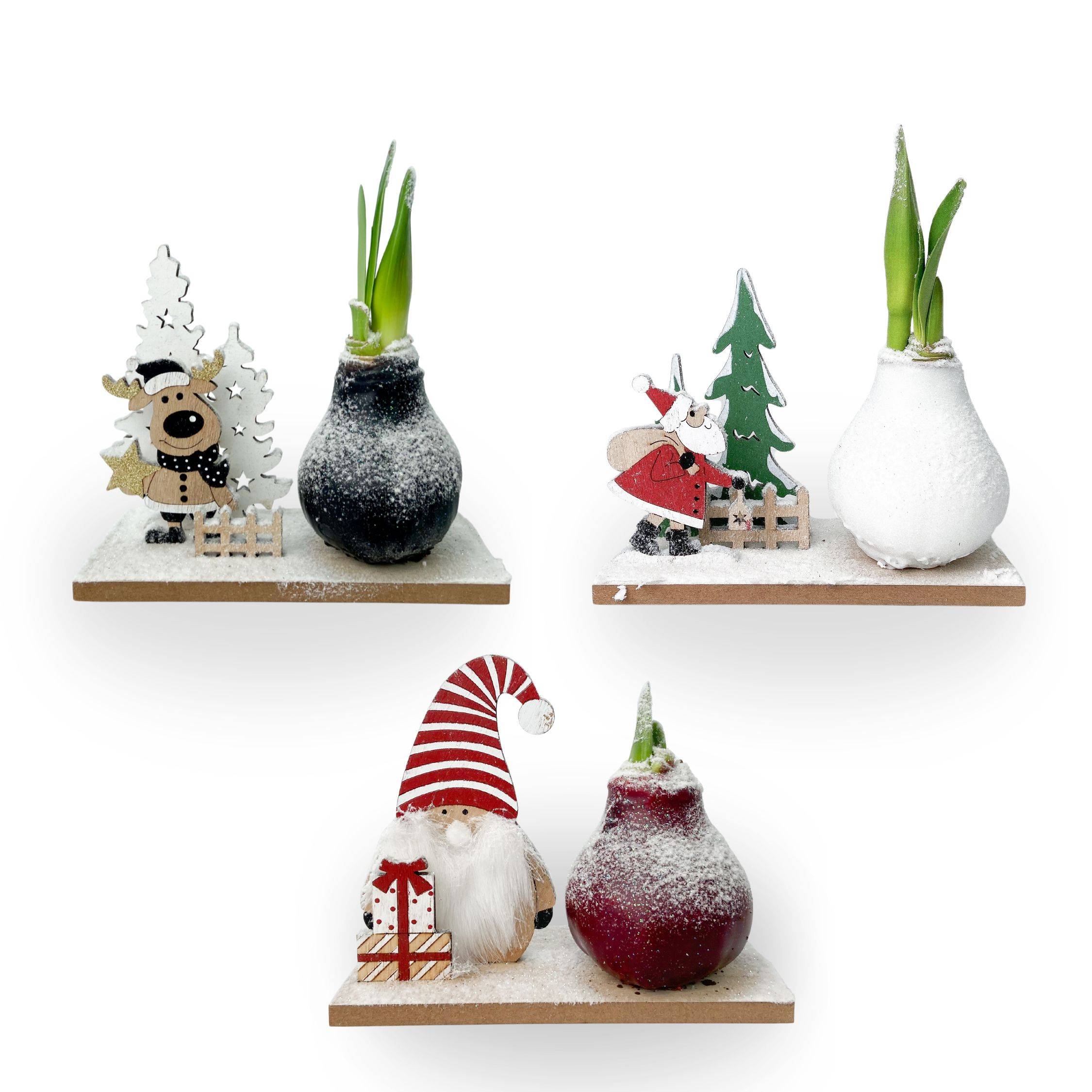 Plant In A Box - Amaryllis - Lot de 3 - Hippeastrum 'Pays des Merveilles Mix'