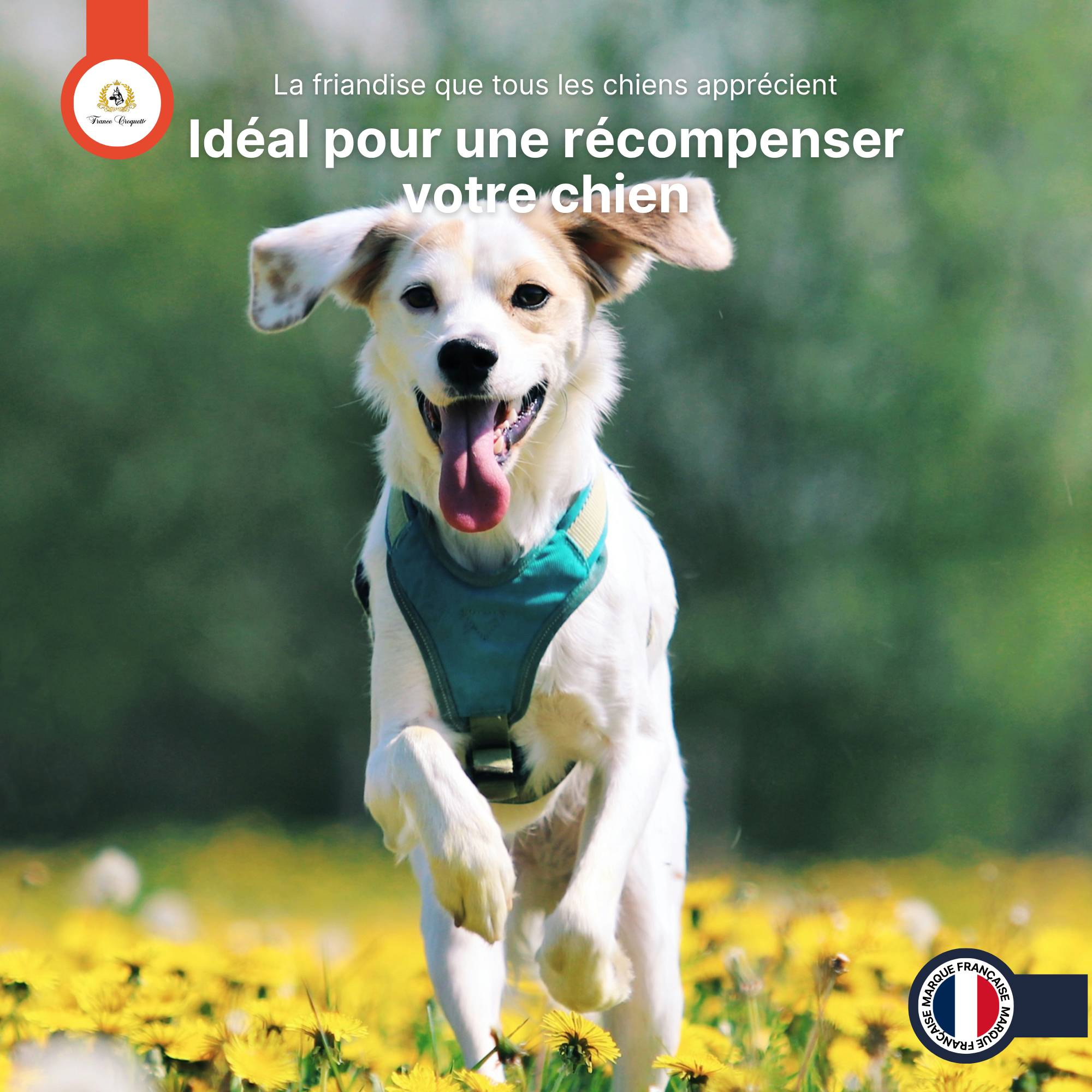France Croquettes - France Croquettes Friandise pour chien Cous de poulet séchés - 5 kg - Image 7