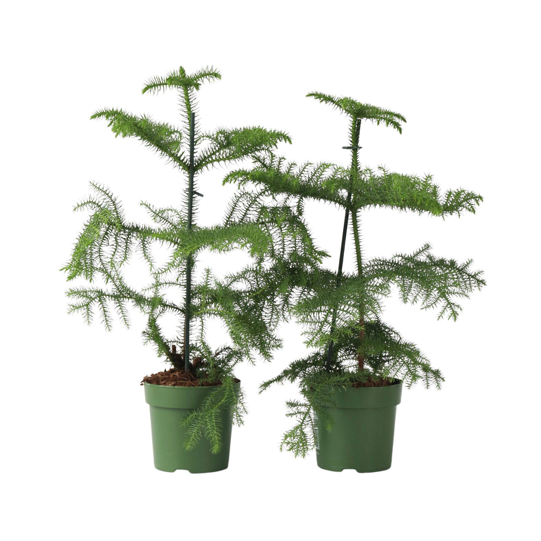 Plant In A Box - Pin de Norfolk - Set de 2 - Araucaria heterophylla - Hauteur 45-55cm - ⌀14cm